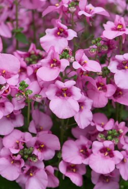 Diascia Diamond Pink Plug