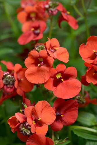 Diascia Orange 10.5cm - image 1