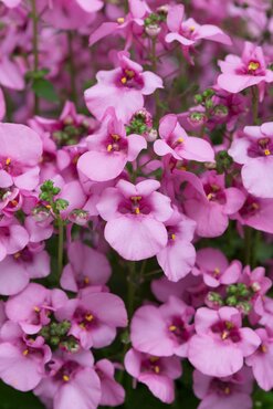 Diascia Pink 10.5cm - image 1