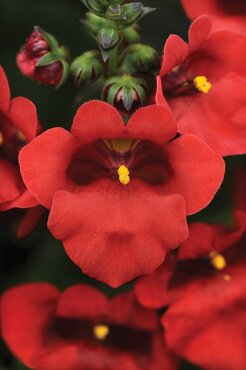 Diascia Red 10.5cm - image 1