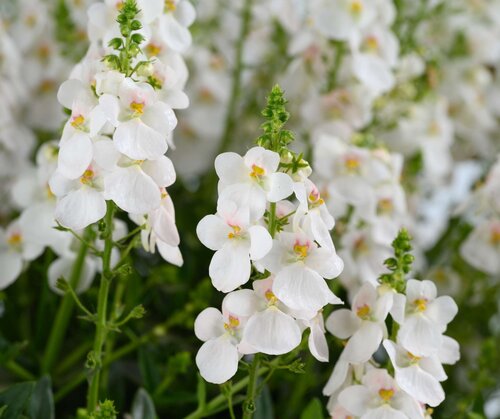 Diascia Trinity Grace 1 Litre