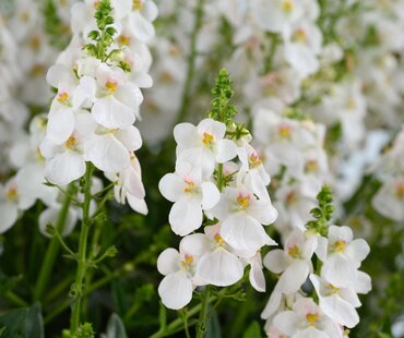Diascia Trinity Grace 1 Litre