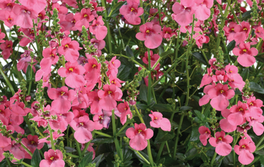 Diascia Trinity Pink 1 Litre