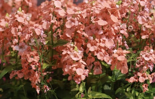 Diascia Trinity Salmon 1 Litre