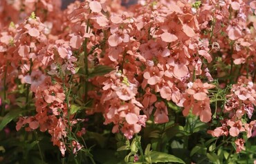 Diascia Trinity Salmon 1 Litre