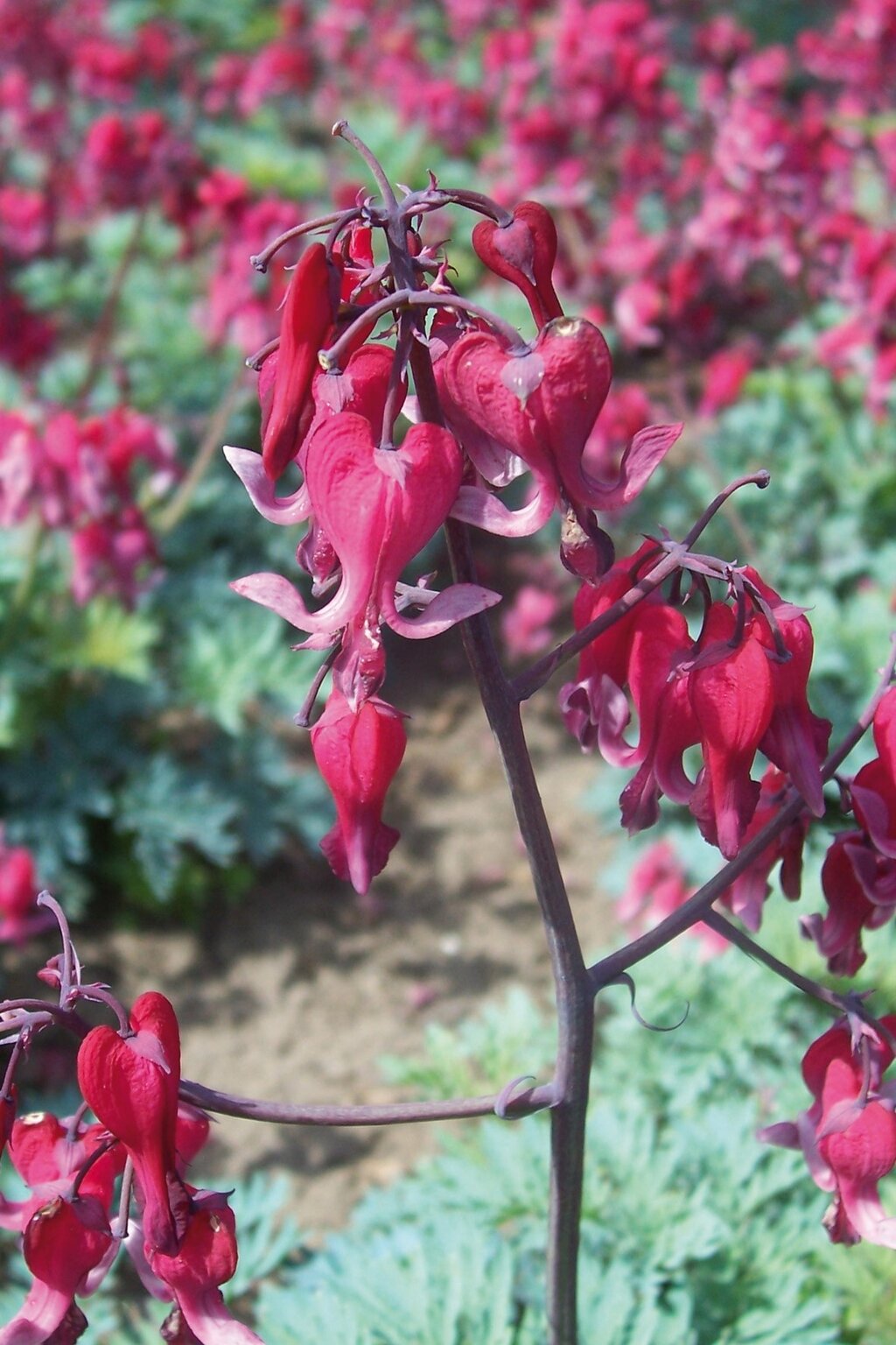 Dicentra Burning Hearts 2 Litre Stewarts Garden Centre