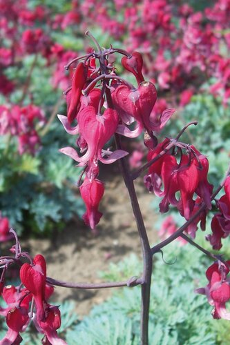 Dicentra Burning Hearts 2 Litre