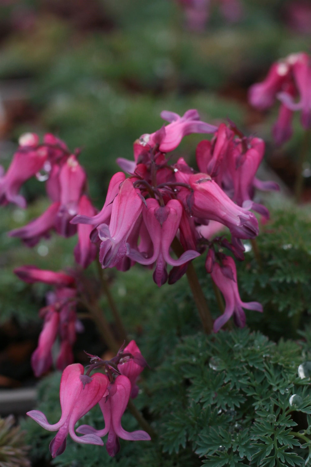 Dicentra Candy Hearts 2 Litre Stewarts Garden Centre