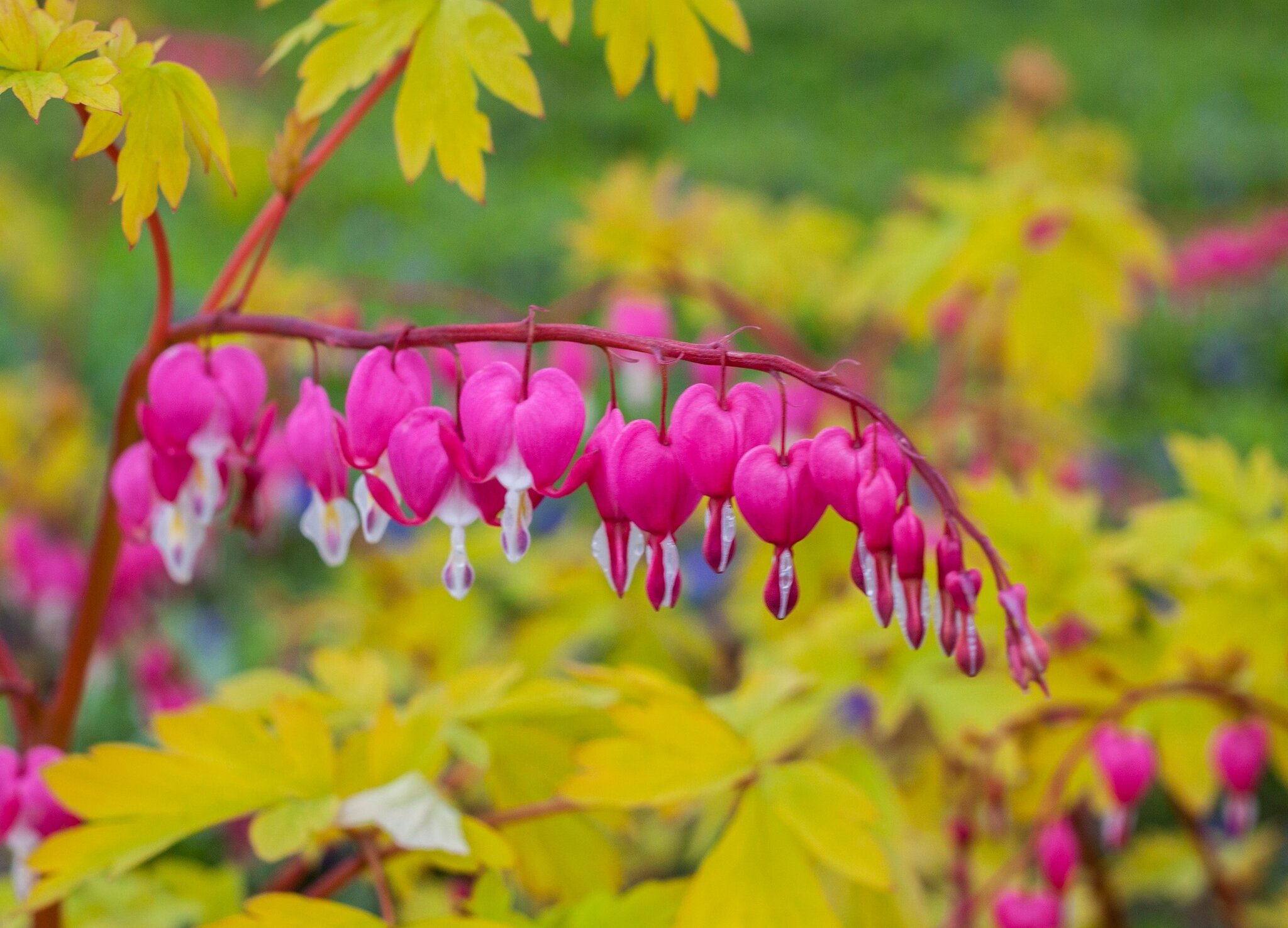Dicentra Gold Heart 3 Litre Stewarts Garden Centre