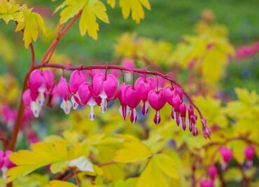 Dicentra Gold Heart 3 Litre