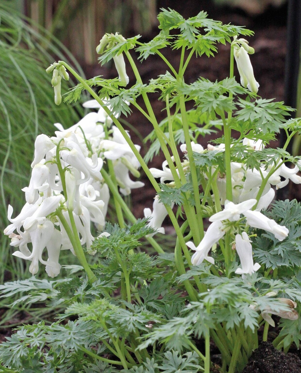 Dicentra Ivory Hearts 2 Litre Stewarts Garden Centre