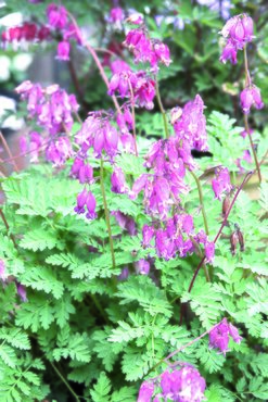 Dicentra Luxuriant 2 Litre