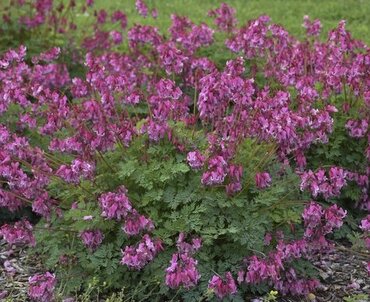 Dicentra Pink Diamonds 2 Litre
