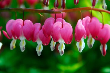 Dicentra spectabilis 3 Litre