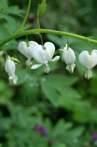 Dicentra spectabilis Alba 3 Litre