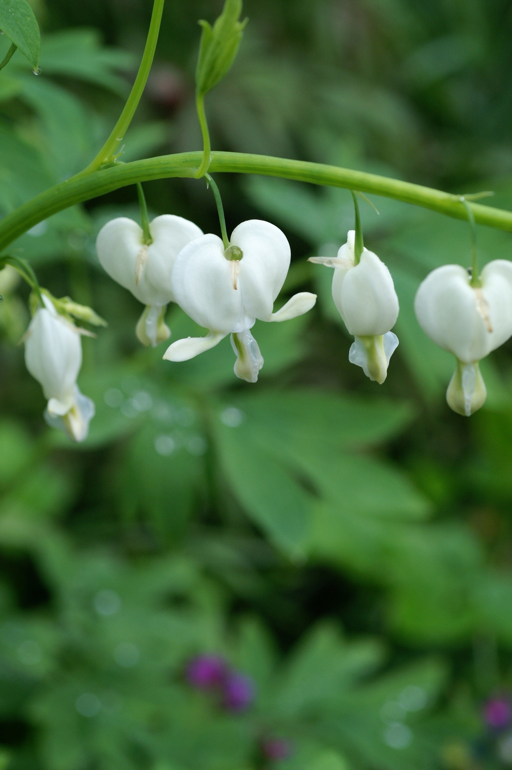 Dicentra spectabilis Alba 3 Litre Stewarts Garden Centre