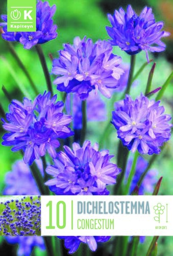 Dichelostemma Congestum x 10