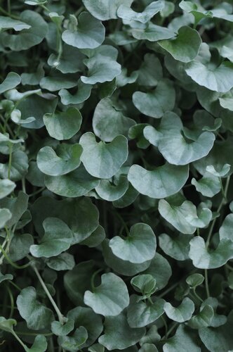 Dichondra Silver Falls 10.5cm