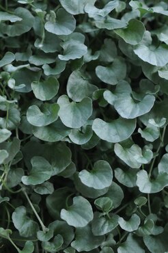 Dichondra Silver Falls 10.5cm