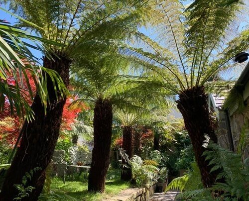 Dicksonia Antartica (tree fern) 10 Litre - image 2