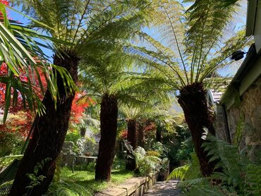 Dicksonia antartica (tree fern) 120cm - image 2