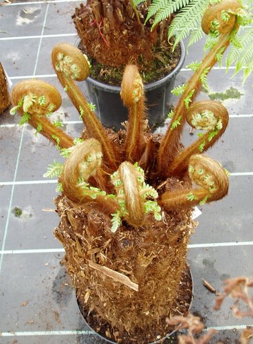 Dicksonia antartica (tree fern) 15cm 6L - image 2