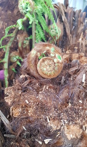 Dicksonia antartica (tree fern) 15cm 6L - image 1