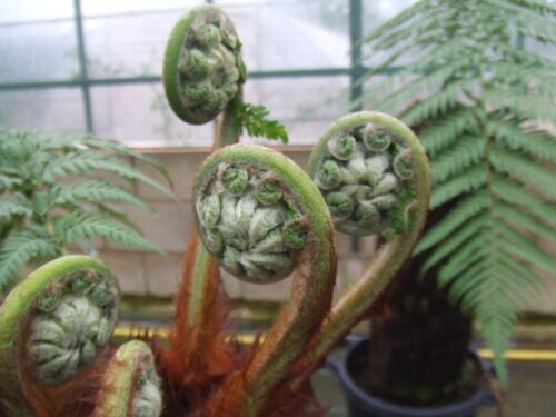 Dicksonia antartica (tree fern) 180cm - image 1