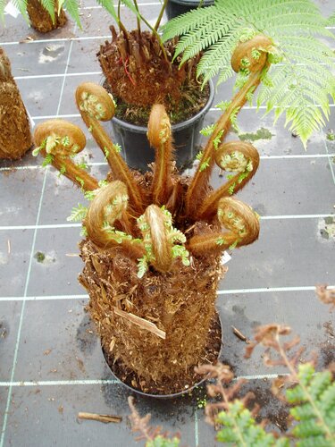 Dicksonia antartica (tree fern) 90cm - image 3