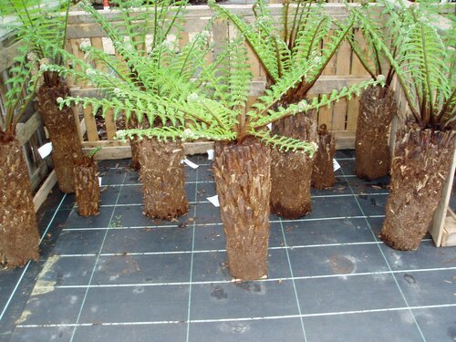 Dicksonia antartica (tree fern) Multi-Stem - image 4