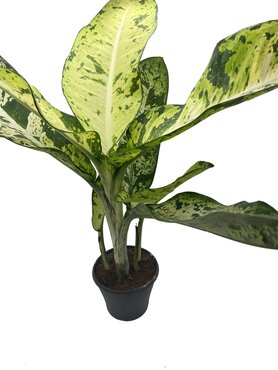 Dieffenbachia Banana - image 1