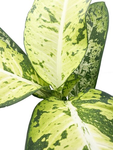 Dieffenbachia Banana - image 2