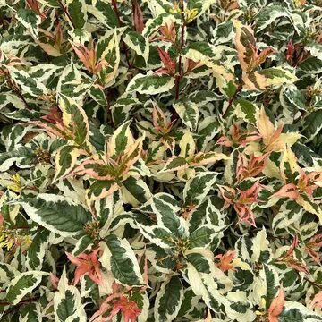 Diervilla Kodiak Mixx 3 Litre