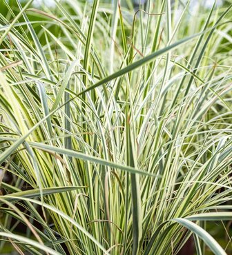 Dietes Milky Way 3 Litre