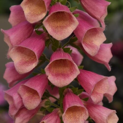 Digitalis Arctic Fox Rose 3 Litre