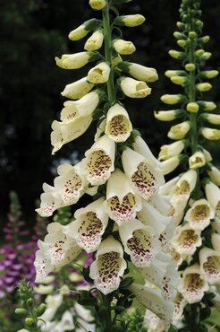 Digitalis Dalmatian Cream 2 Litre