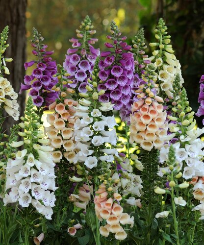 Digitalis Dalmation Mix 2 Litre