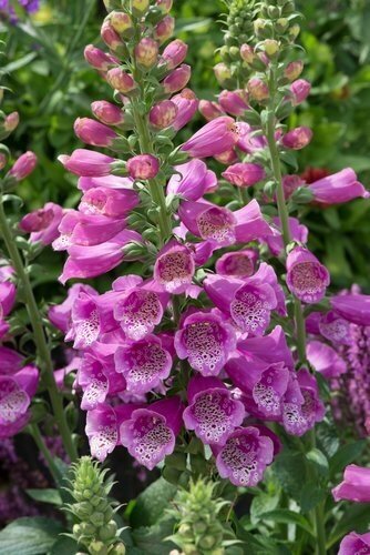 Digitalis Dalmation Rose 1 Litre