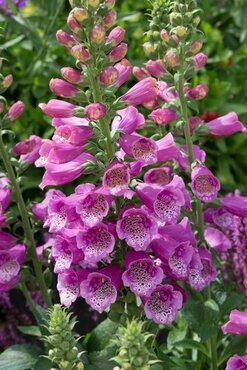 Digitalis Dalmation Rose 1 Litre