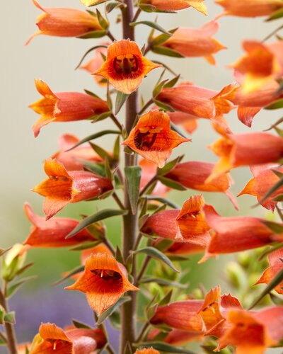 Digitalis Firecracker 2 Litre