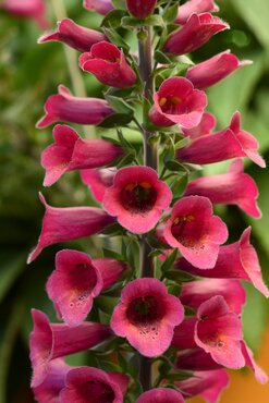 Digitalis Foxlight Plum Gold 2 Litre