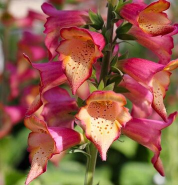 Digitalis Foxlight Rose Ivory 2 Litre