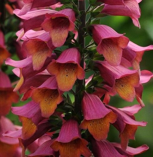 Digitalis Foxlight Ruby Glow 2 Litre