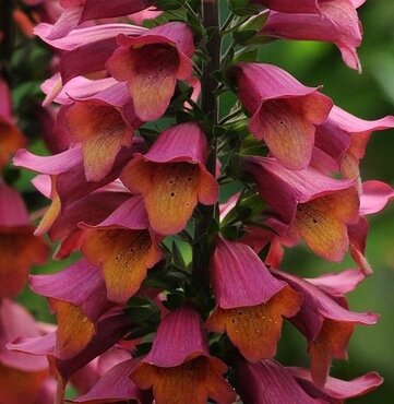 Digitalis Foxlight Ruby Glow 2 Litre