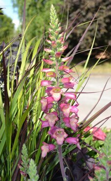 Digitalis Illumination Berry Canary 2 Litre