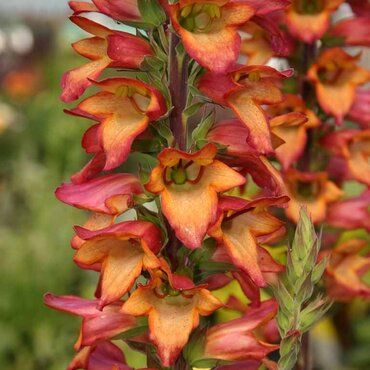 Digitalis Illumination Flame 2 Litre