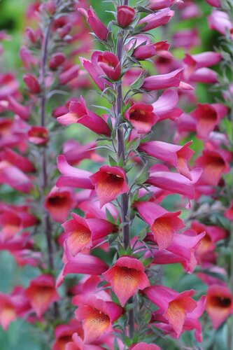 Digitalis Illumination Raspberry 2 Litre