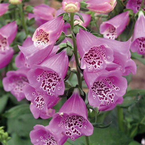 Digitalis Lucas 2 Litre