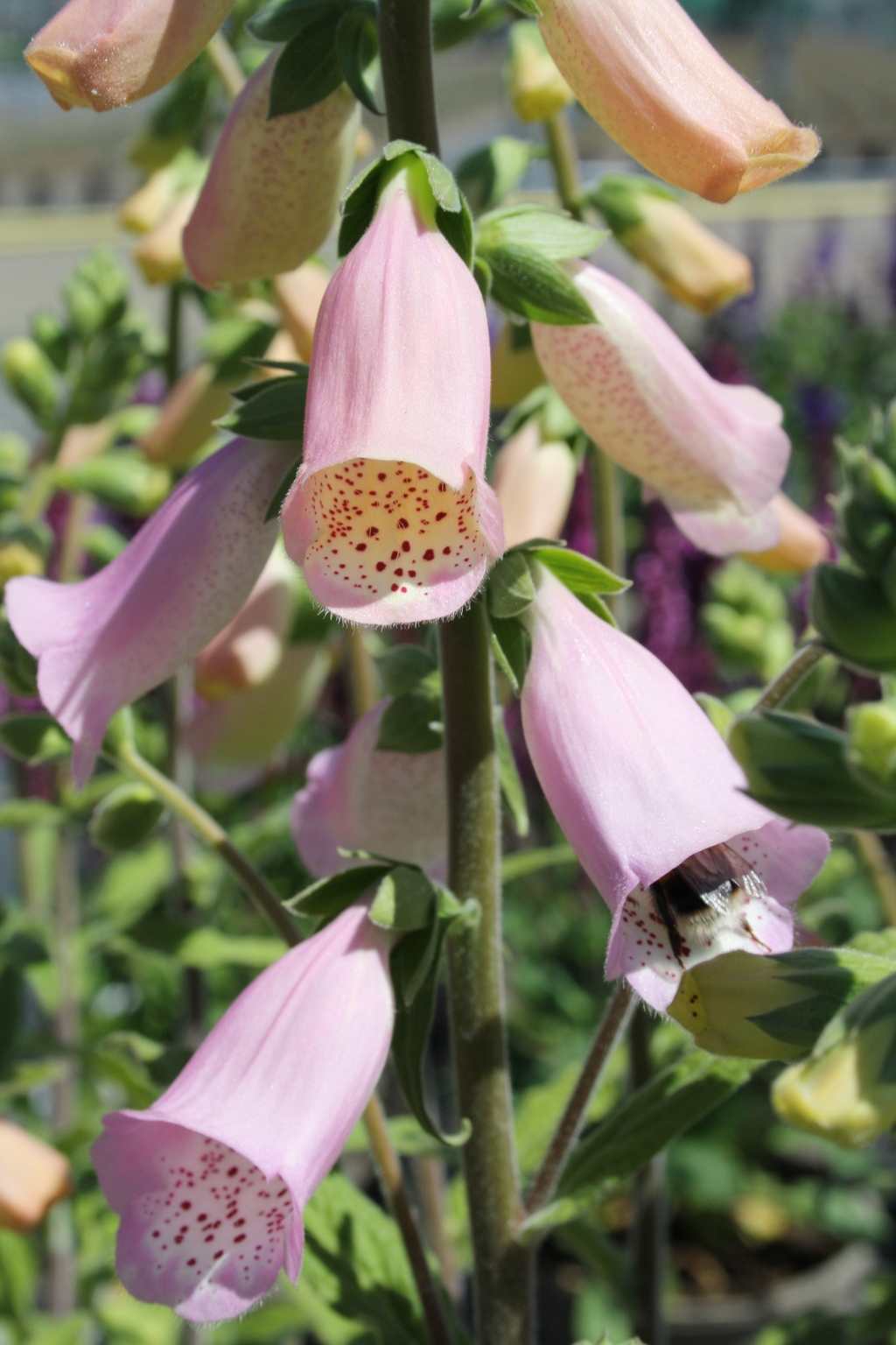 Digitalis Lucas Light Pink 2 Litre Stewarts Garden Centre