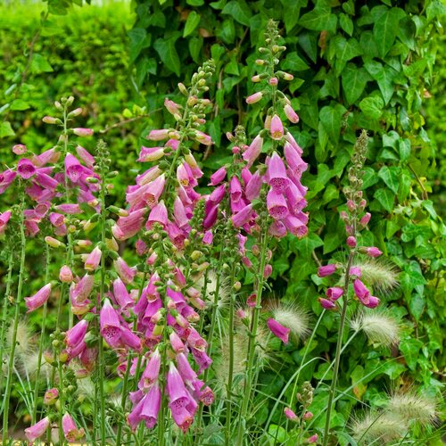 Digitalis Lucas Silvery 2 Litre